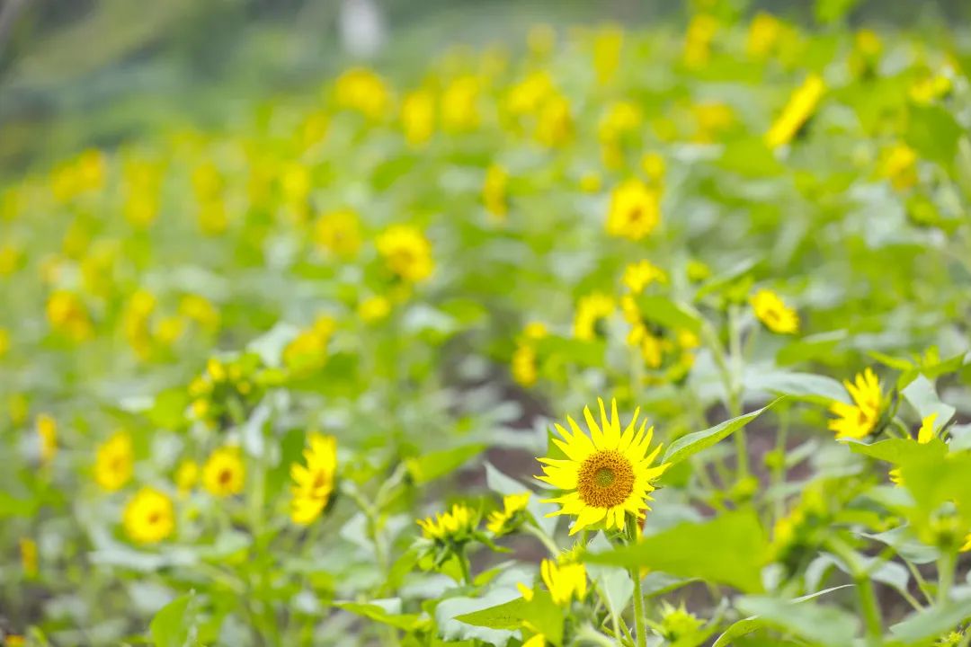 初夏的阳光和快乐都藏在主城这两个向日葵花海里