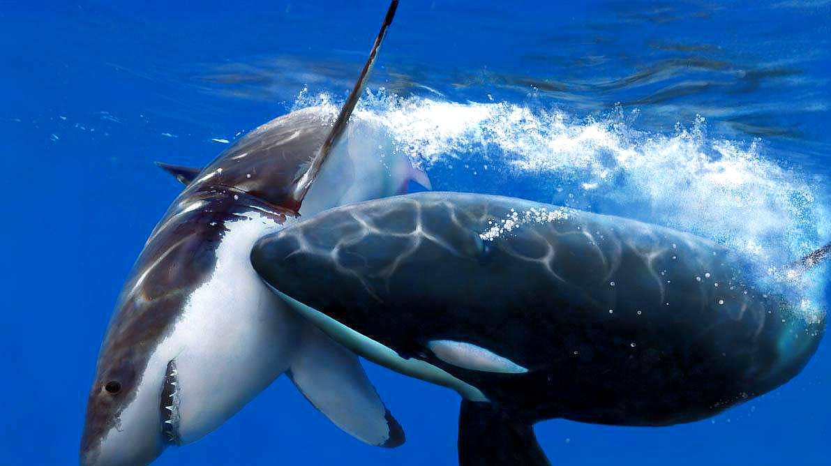 原创座头鲸有殴打虎鲸的习惯号称海洋绿林好汉这是为何