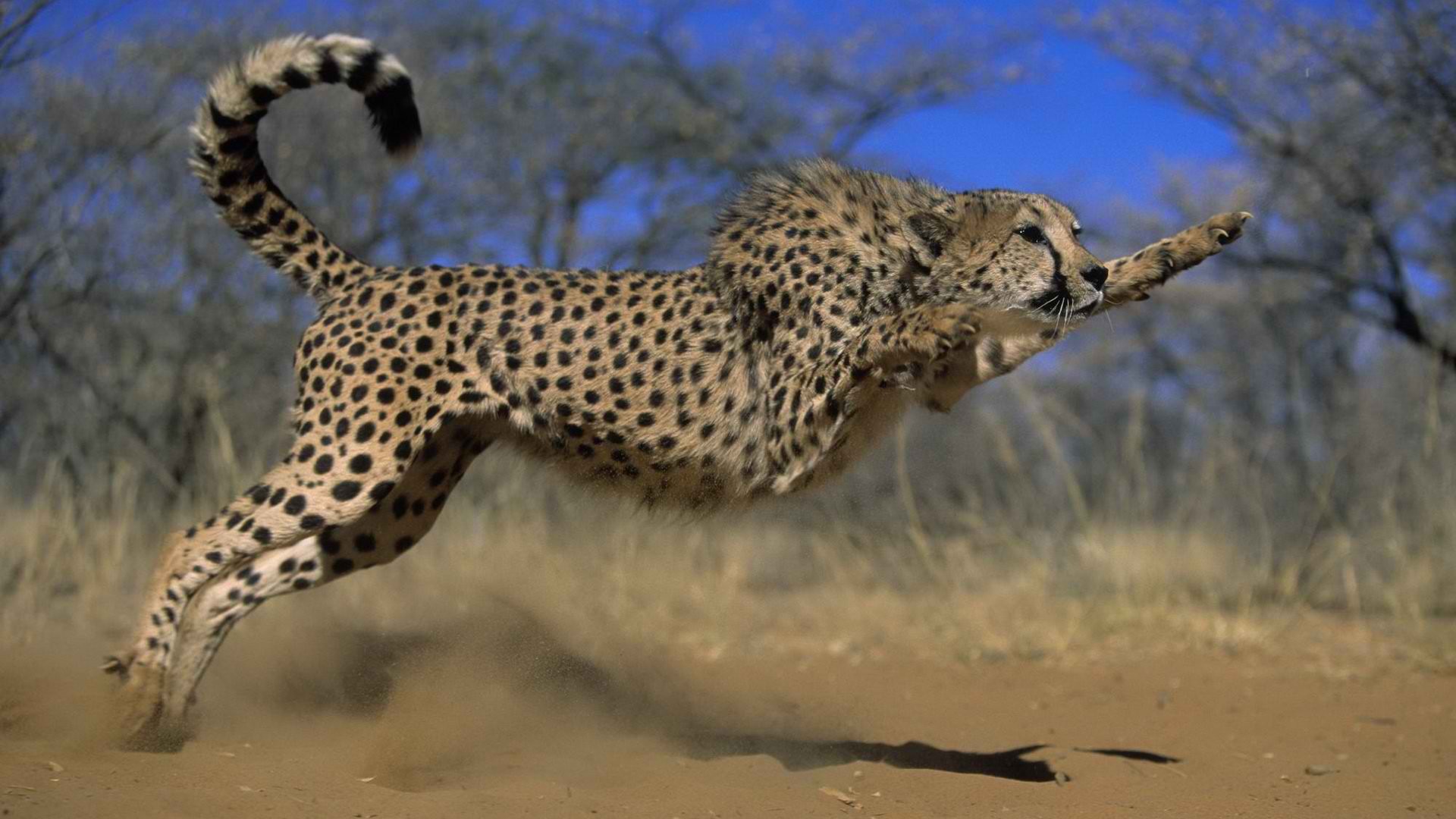 豹子_食物_人类