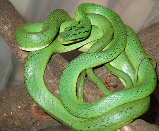 灰腹绿锦蛇,美丽的无毒蛇,酷爱捕食老鼠_腹面_翠绿色_微棱