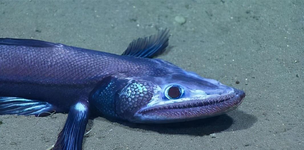 海洋中最奇怪的动物,头上长灯泡的鱼,究竟有什么作用?
