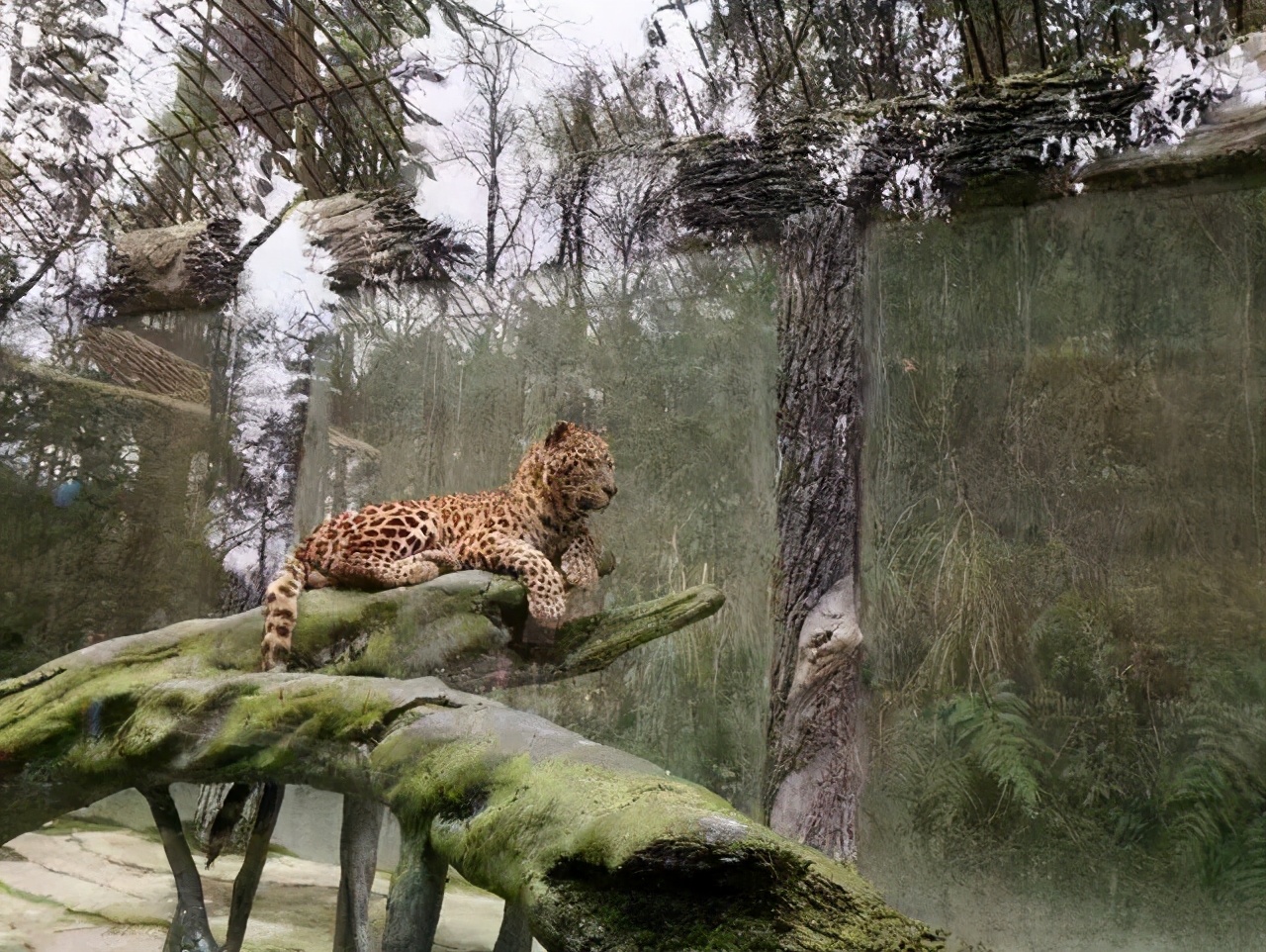 原創金錢豹從動物園中逃脫有可能會躲在哪裡為何一定要找回來