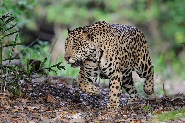 八達嶺野生動物園的專家曾這樣描述過豹子,野生動物園一般不會在露天