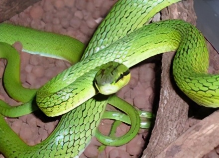 灰腹绿锦蛇,美丽的无毒蛇,酷爱捕食老鼠