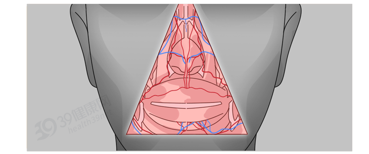 危险三角解剖图片