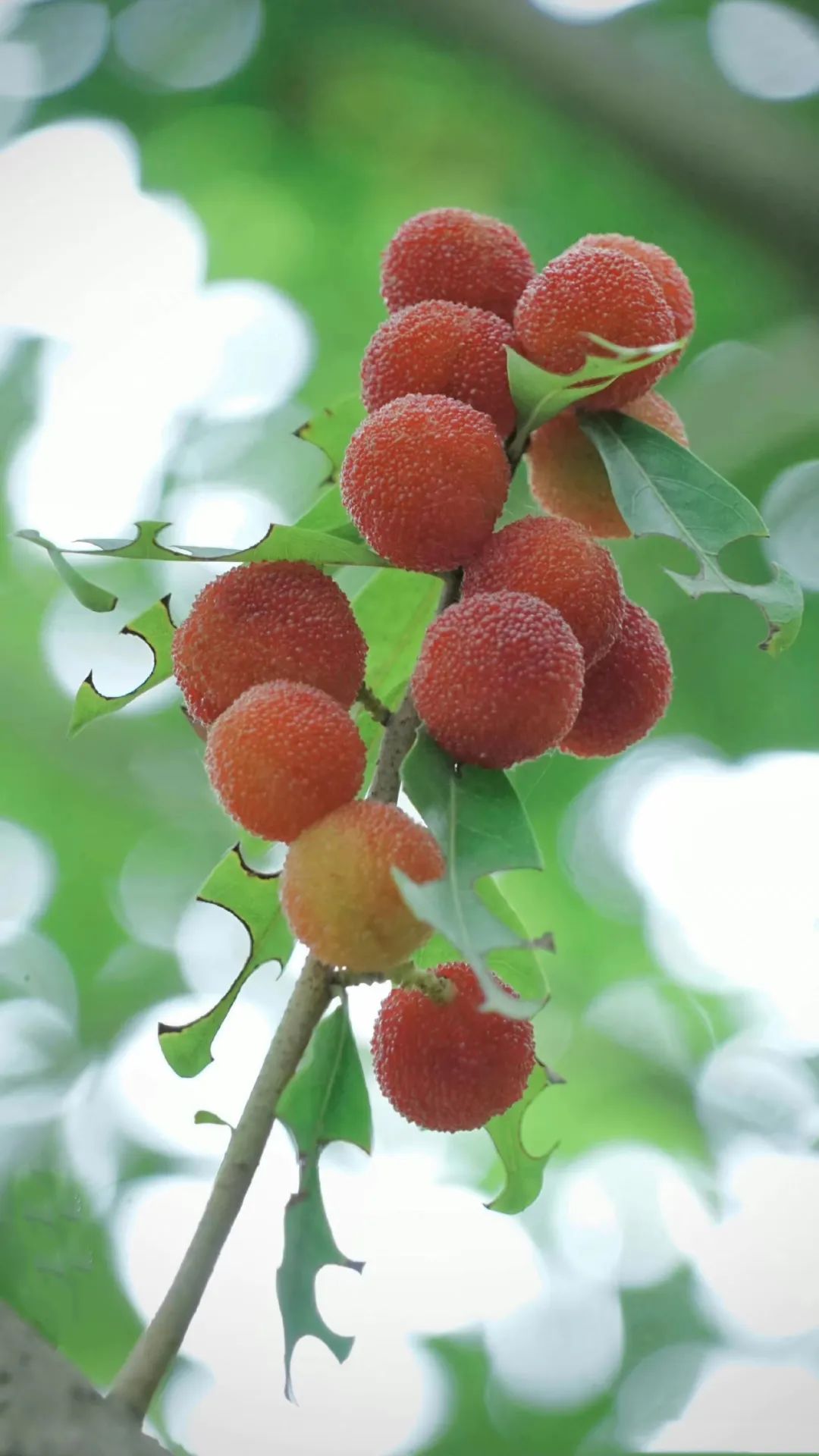 杨梅,非江南独好!_梅子_脸盆_水果