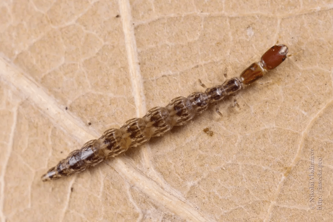 4亿年的古老物种,蛇和虫的"结合怪"?_昆虫_幼虫_蜻蜓