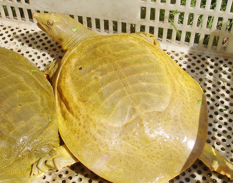 物种百科:黄河鳖_中国_气温_养殖