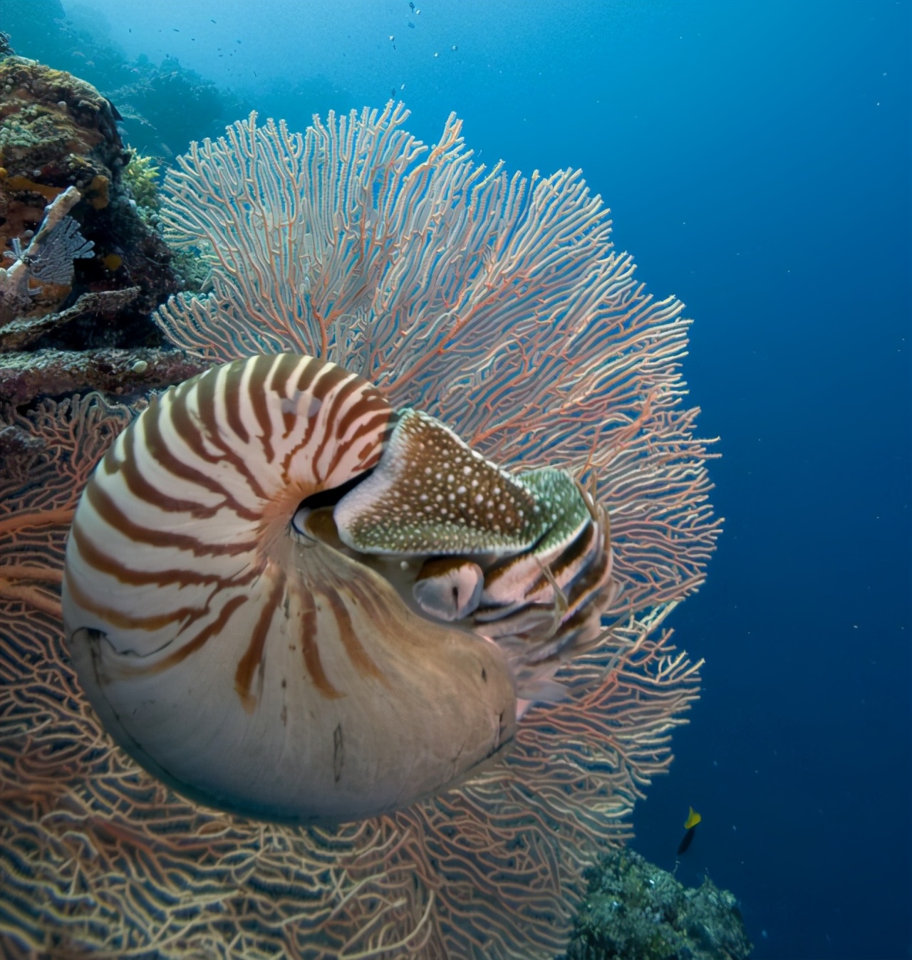 原创盘点十大最古老的海洋生物至今仍存在于海洋中