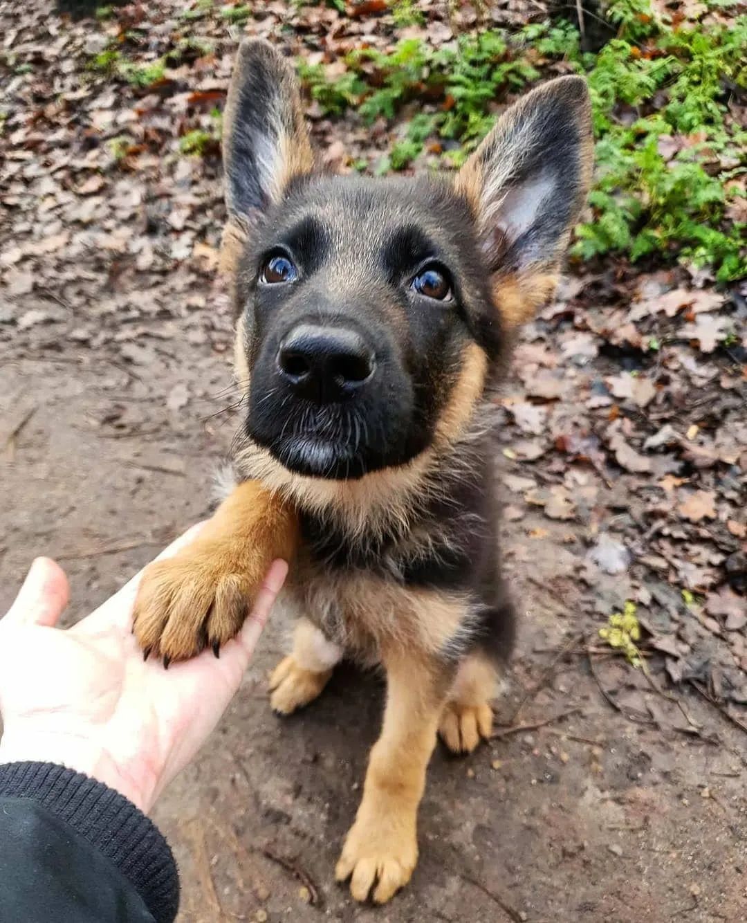 前方领取德牧宝宝请排队准备好