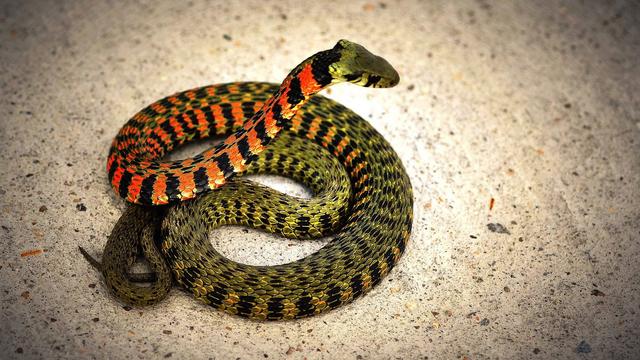 原创山里人与蛇有关的事棒棒蛇会跳长虫苗子腥臭无比被蛇吓腿软