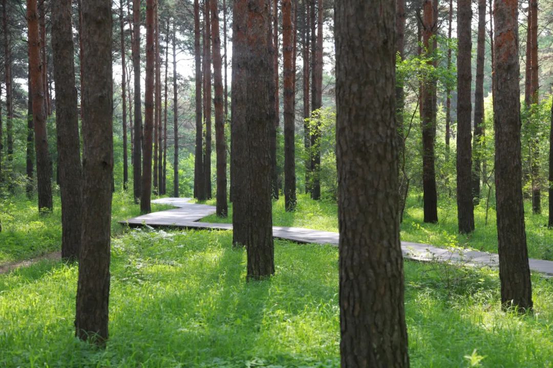 乐享生活,畅游净月,净月潭景点推荐来啦!_森林_长春_女神