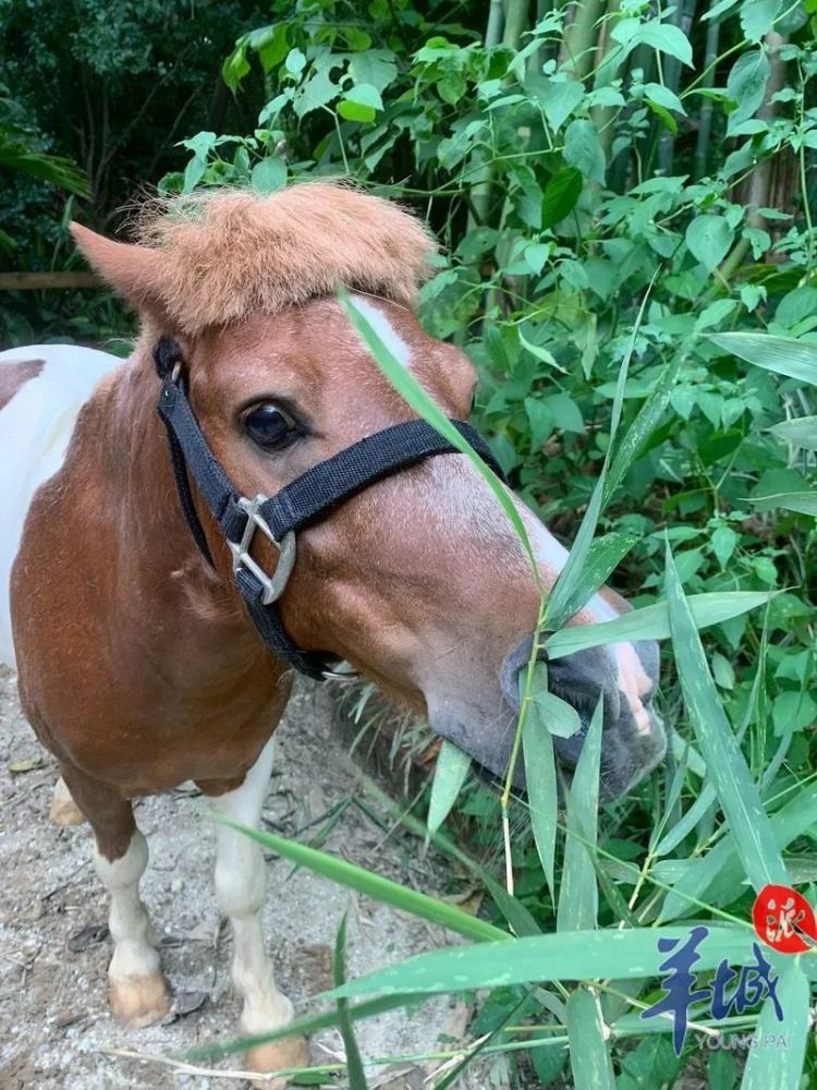 广州蘑菇头小龙马走红