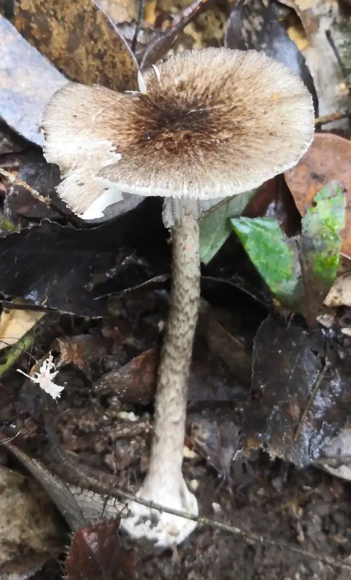 拟卵盖鹅膏,赤脚鹅膏和假褐云斑鹅膏,横纹肌溶解症毒性毒蘑菇为亚希褶