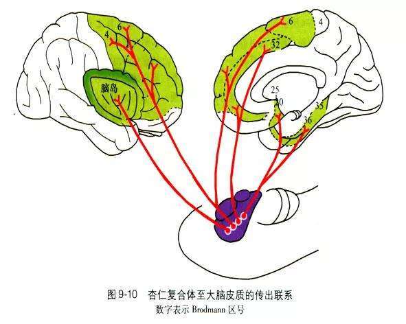 认识大脑之三：杏仁核与情绪_恐惧_有关_边缘系统