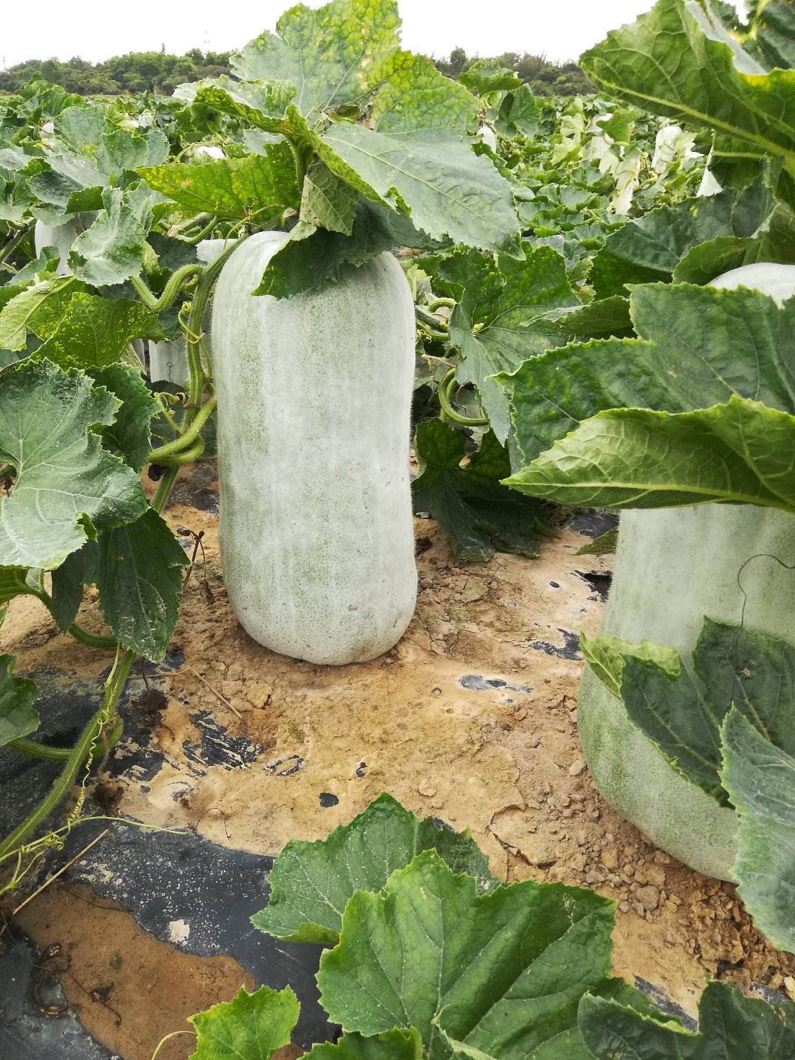 夏天第一防暑瓜:冬瓜冬瓜虽然名字有冬这个字,喜温耐热,成熟于夏季,是