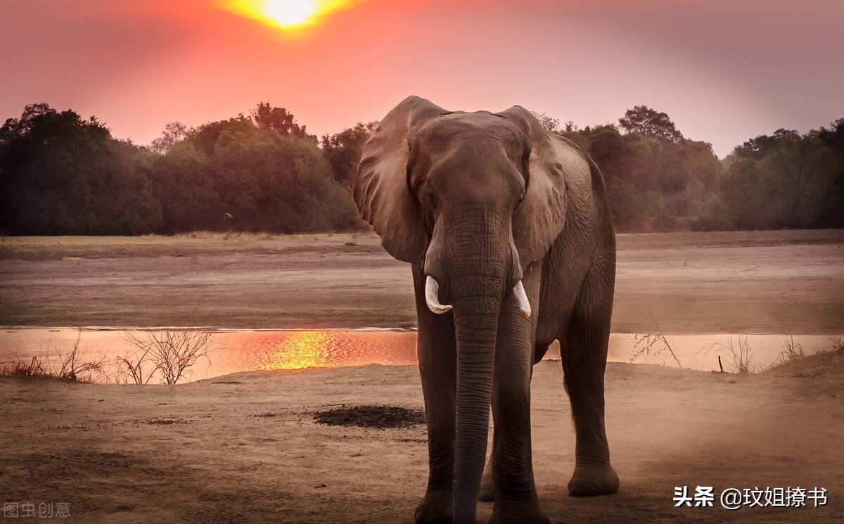 原创红象一路向北它们要去哪里我们是否要做好迎接的准备