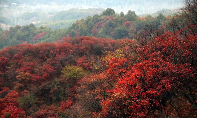 十一去哪玩？嵩县德亭红叶山！红叶面积大，还不收门票