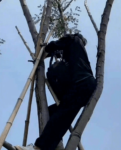 原創內娛狗仔的奇葩招數爬樹挖洞草叢埋伏把明星都嚇壞了