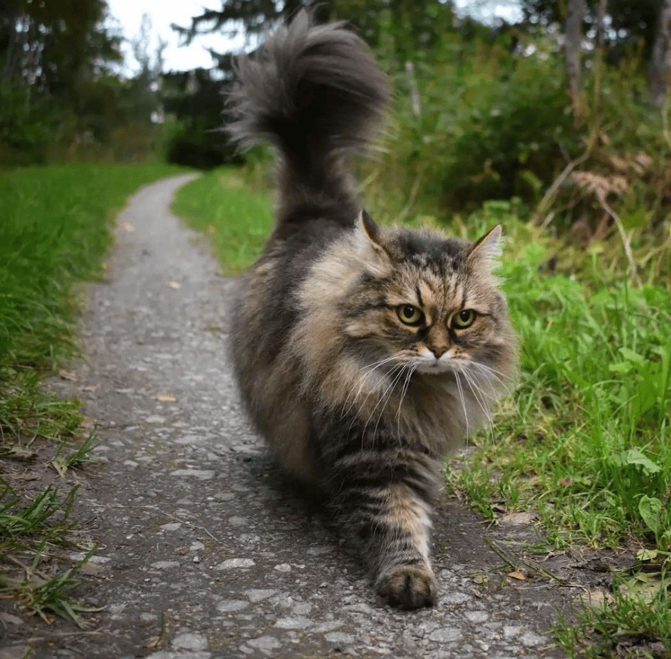 看到这只飞速奔跑的猫咪之后我才知道喵星人原来可以跑得这么快