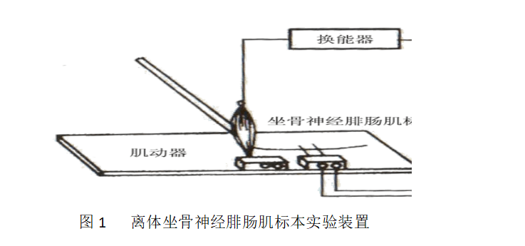 骨骼肌辅助装置图片