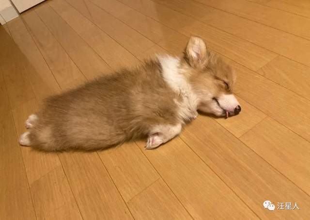 嗜睡期的柯基宝宝像随时会断电的玩具一样说倒就倒