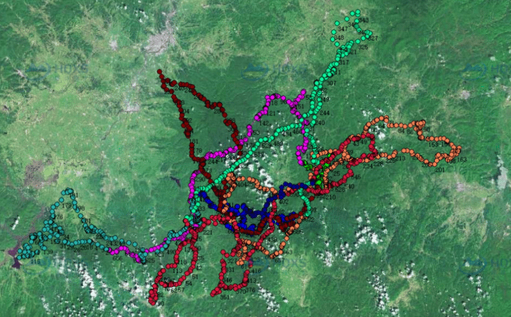 原创完达山一号放归超1年依然是单身汉能放一只母老虎去繁殖吗