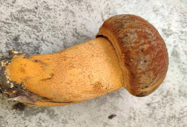 有着菌王美誉的牛肝菌美味牛肝菌即好吃又养人