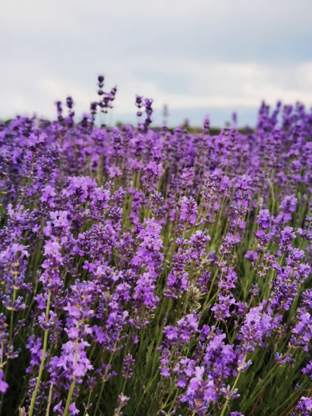 6月的伊犁河谷 薰衣草的花开了 花海 紫色 吐芳