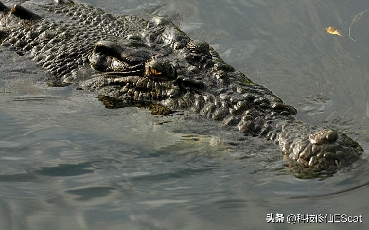 原创俄罗斯的动物没有尊严被人徒手抓住的鳄鱼其真实战力怎么样
