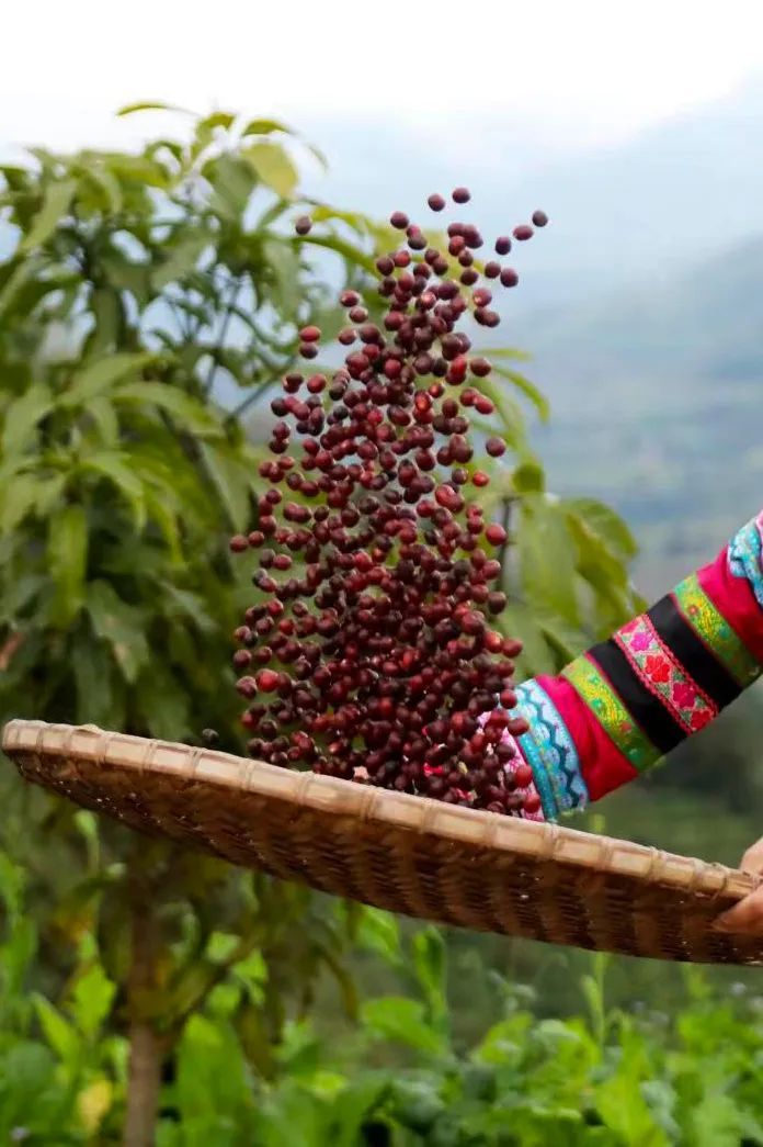 中国咖啡之都到底是怎样炼成的