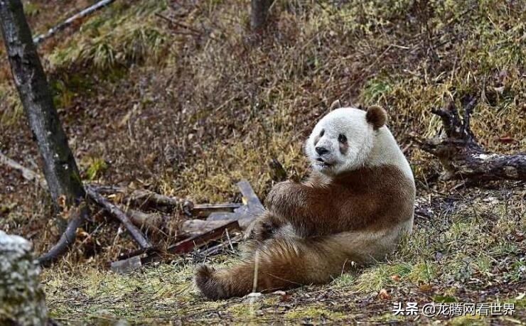 龙腾网 日本人讨论中国公开展示世界唯一一头棕色人工饲养熊猫 研究 茶色 Shaanxi