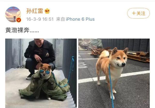 黄渤狗秋田犬图片