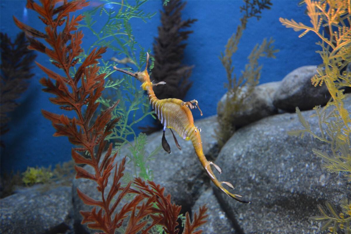 地球上唯一雄性生育后代的动物,"子女"一出生便成为了"孤儿"_海马