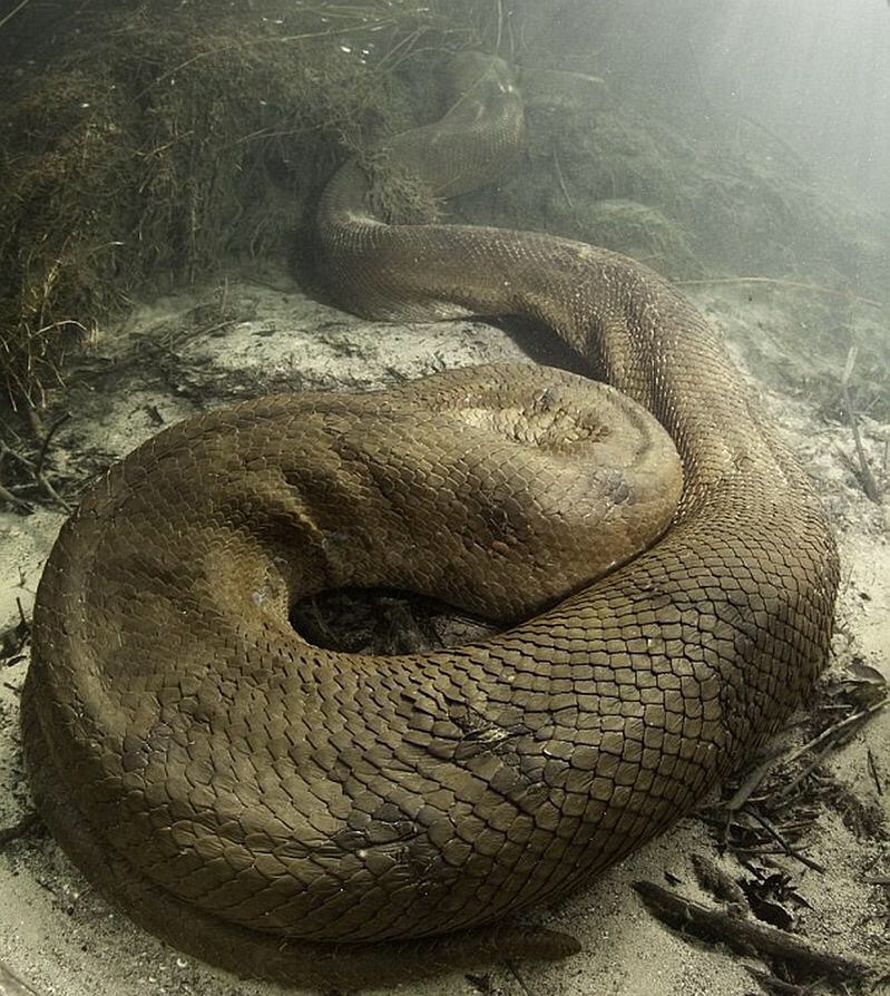 世界上最大的蟒蛇是在亚马逊热带雨林吗?