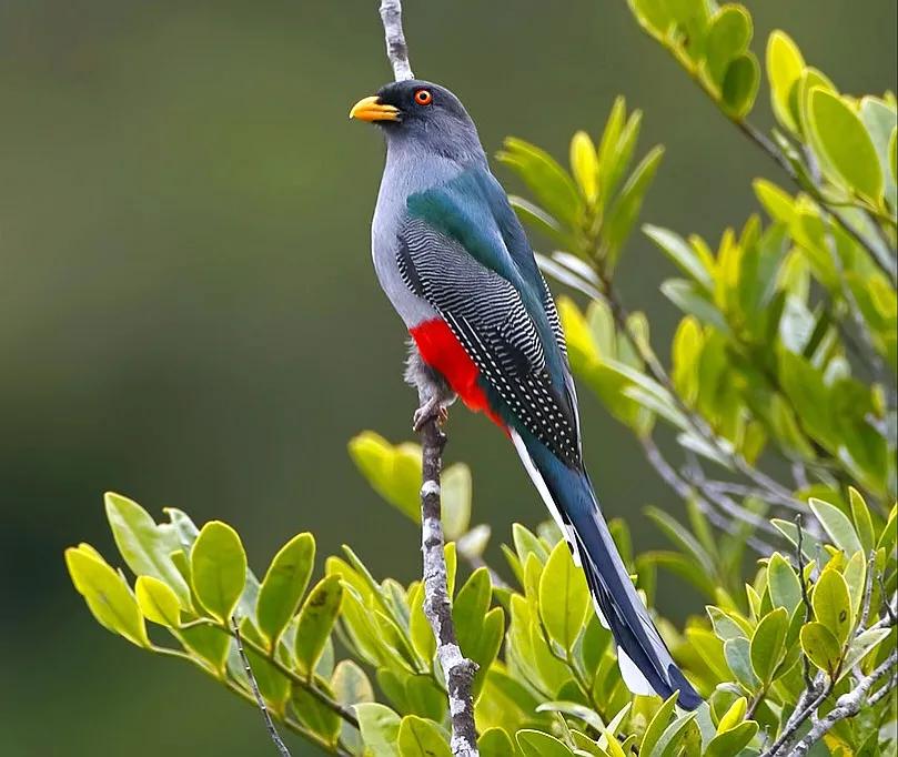 它跟古巴国鸟是近亲.分布在多米尼加和海地共属的伊斯帕尼奥拉岛上.