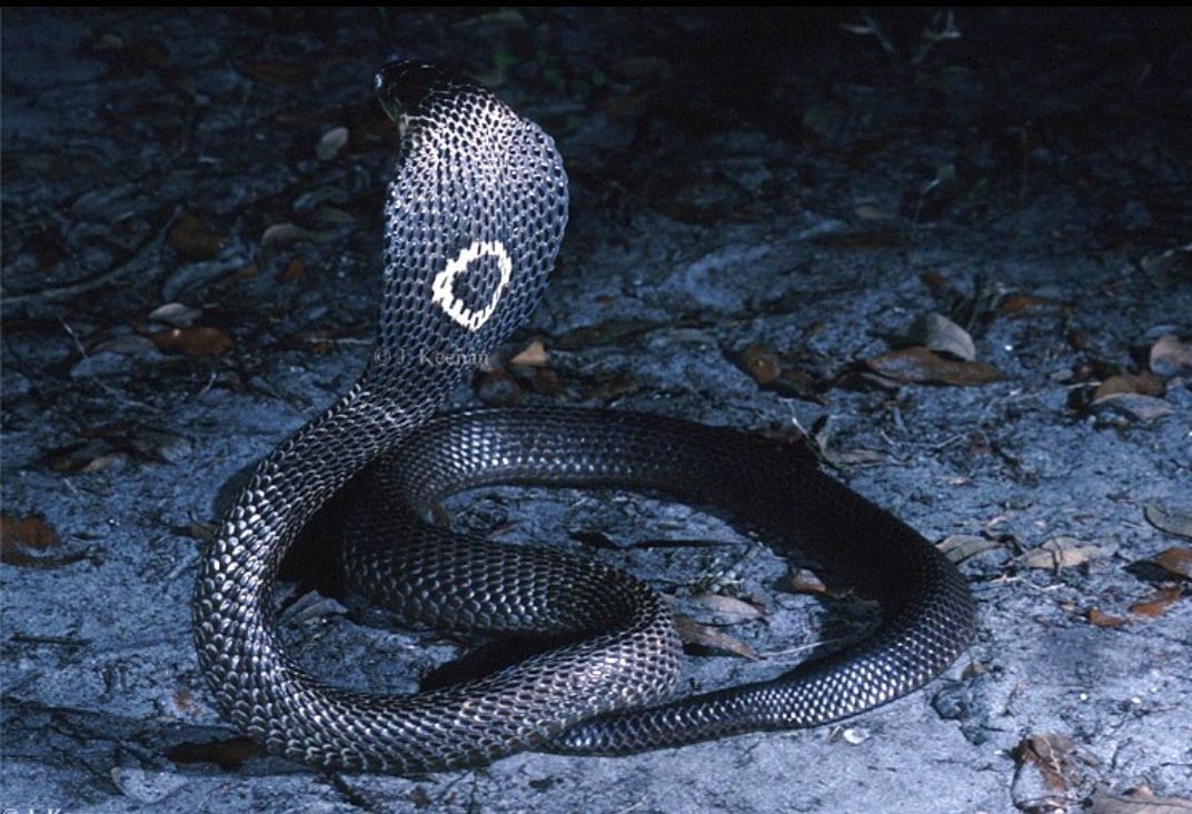 毒蛇王的照片图片