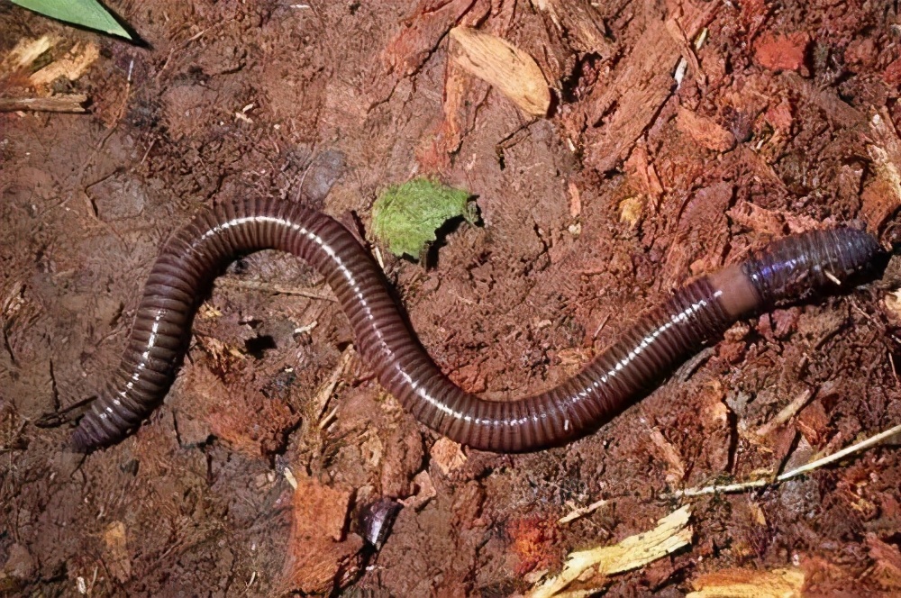 特殊的血蓝蛋白,而是依靠一种比较特殊的血红蛋白——蚯蚓血红蛋白,没