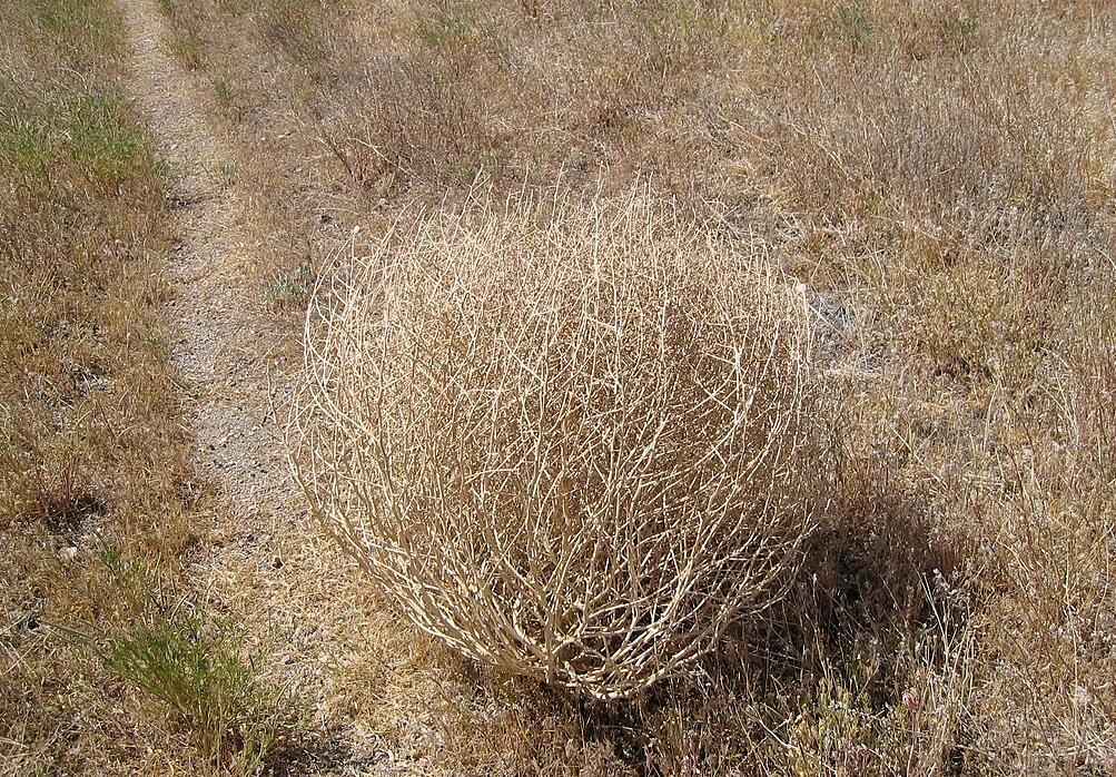 原创风滚草入侵美国数条公路泛滥成灾为何在我国却很难长大