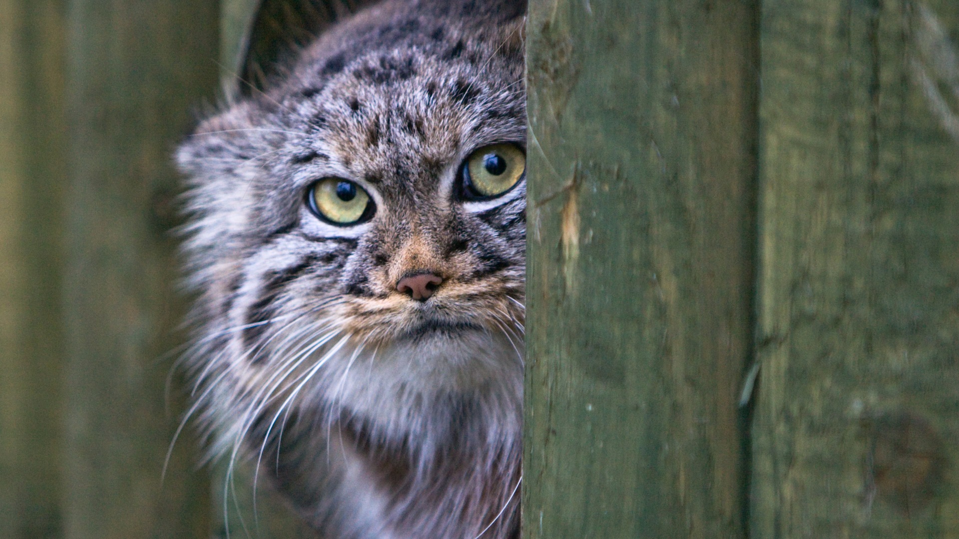 原创2只兔狲兔狲幼崽现身四川石渠凶猛野生动物现身四川危险吗