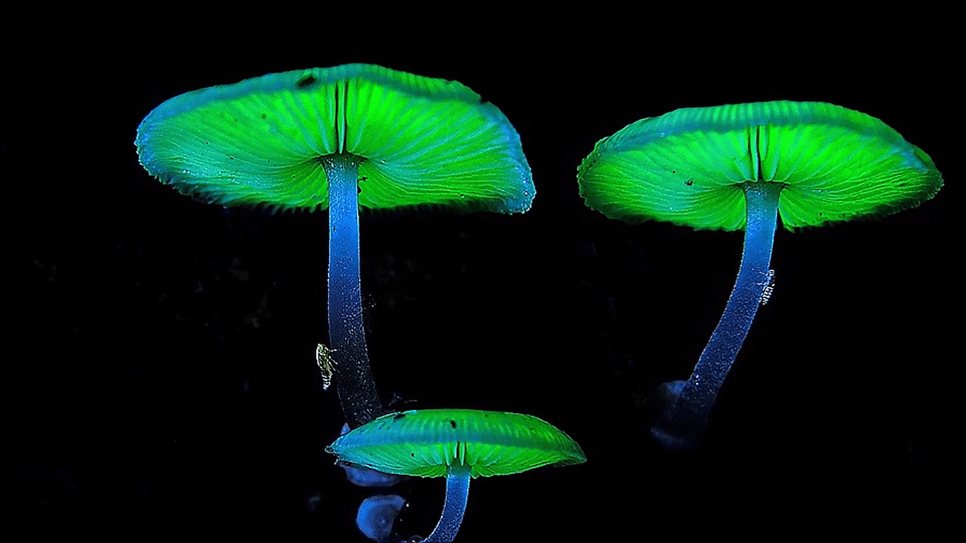 原创云南发现神奇发光蘑菇一到夜晚就会发绿光它究竟是什么