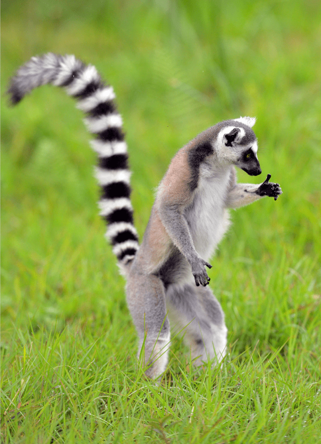 来东莞隐贤山庄看动物(6):器官比身体还长的环尾狐猴_尾巴_濒危_实景