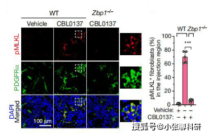 pd-1抗體聯用,治療開始後第 11 天誘導cd3 cd8 t65細胞募集到腫瘤中