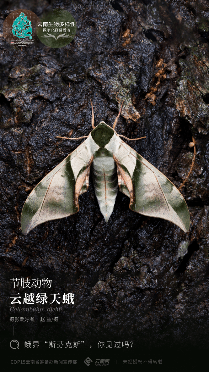节肢动物 云越绿天蛾 蛾界 斯芬克斯 你见过吗 长相 昆虫 幼虫