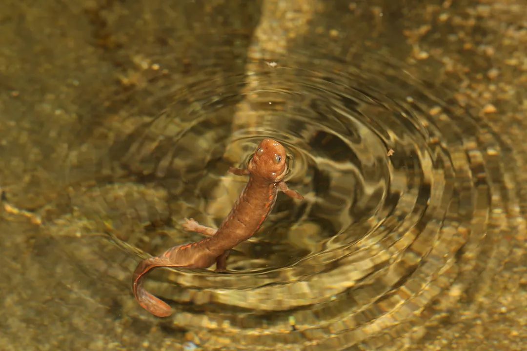 想尝一尝千与千寻中的烤蝾螈当心牢底坐穿