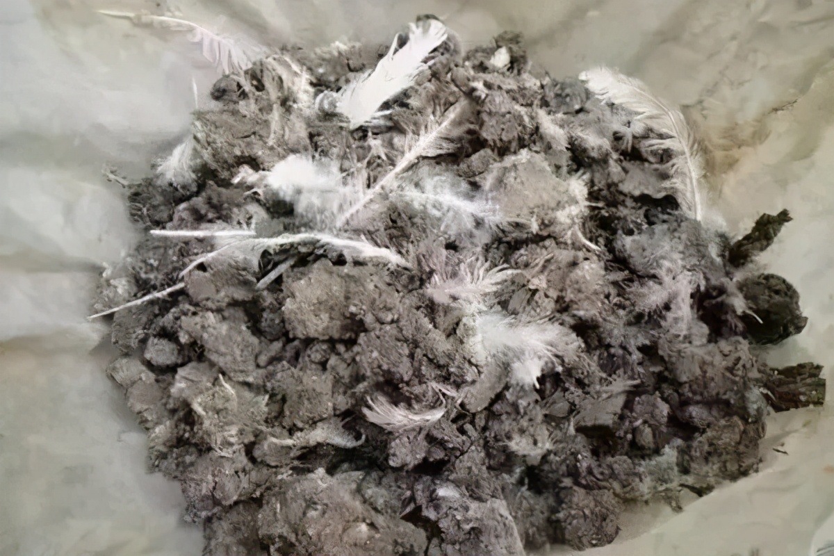 有些人认为鹅粪里含有硫磺的成分,而蛇是非常害怕硫磺的,所以蛇粪可以