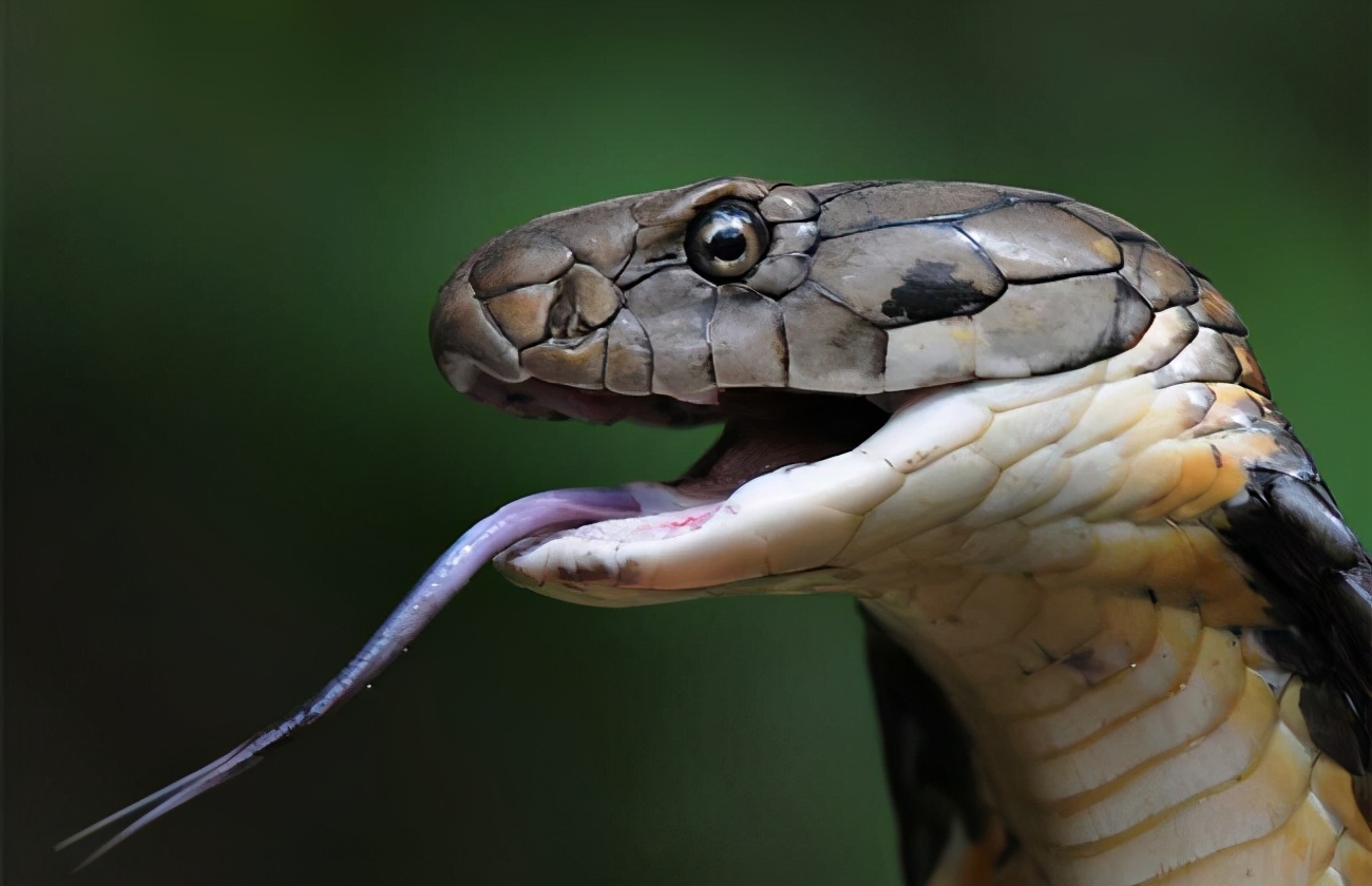 蛇的恐怖照片图片
