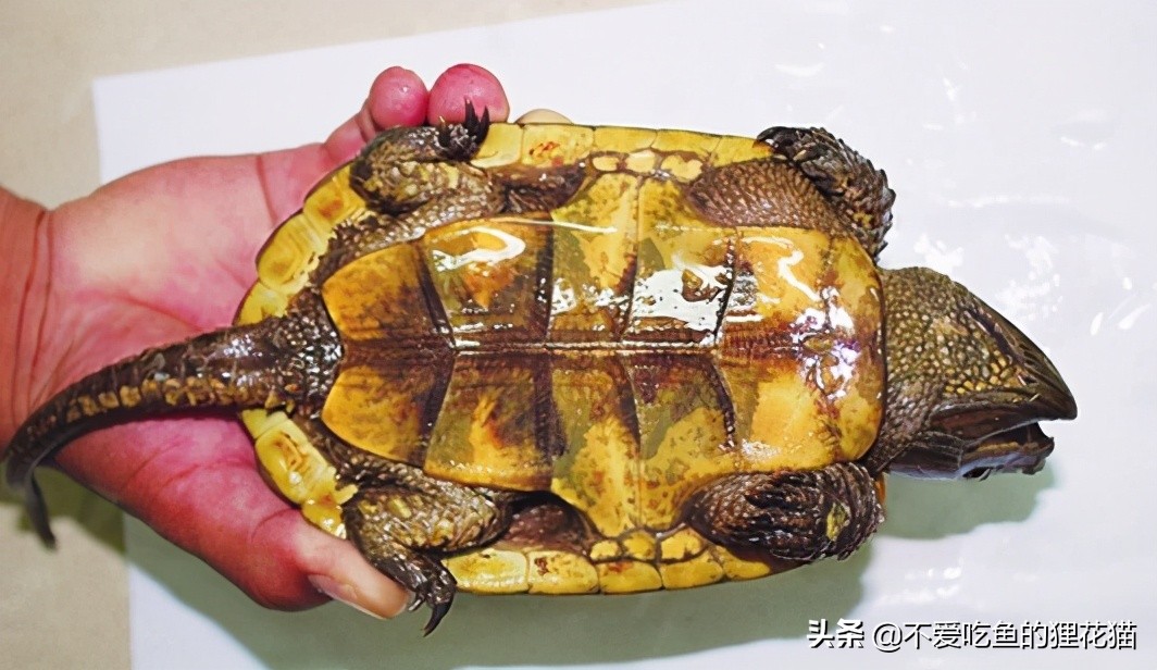 大头平身材龟不做缩头乌龟的龟神奇的大头