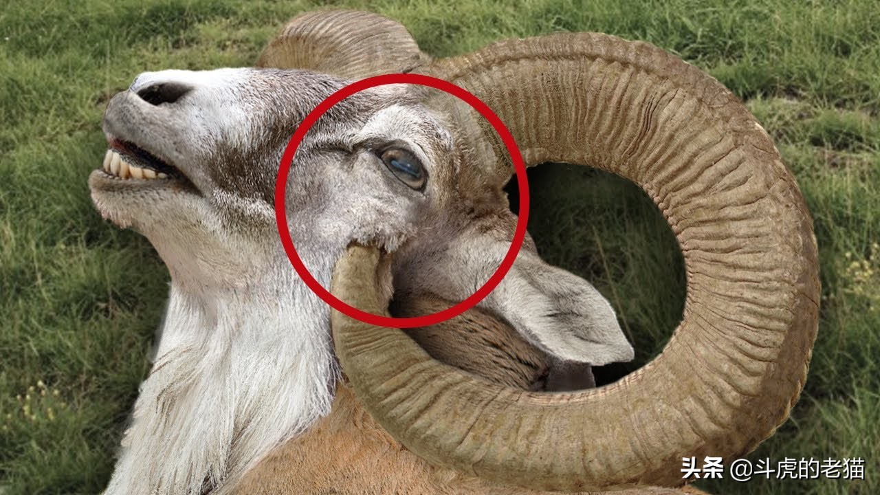 只为得到母盘羊两头公盘羊决战雪山之巅撞击声响彻山谷