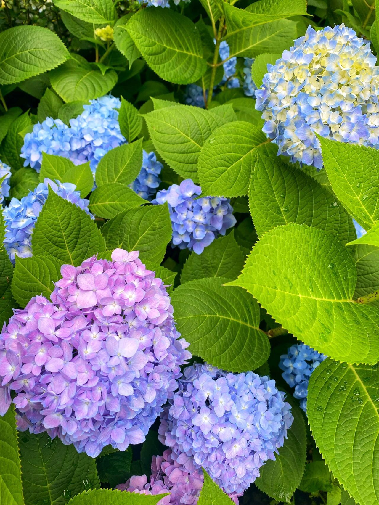 雪花牌绿色冰箱图片